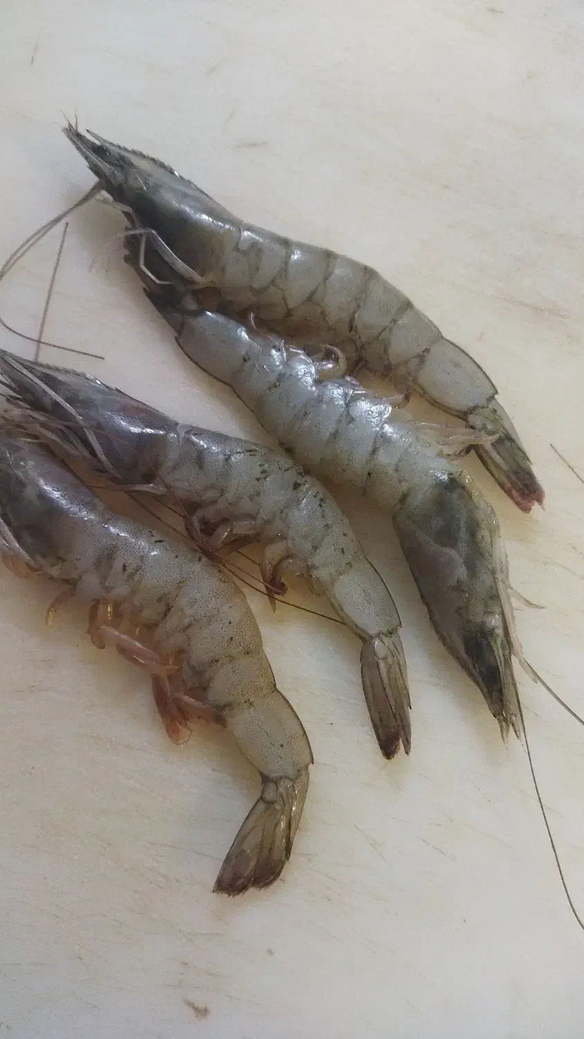 انواع ماهی و میگو جنوب بندرعباس|ماهی|خاوران, |دیوار