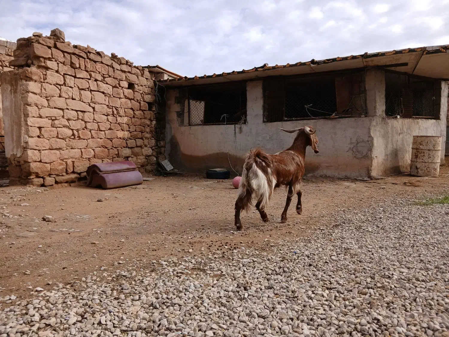 بزجوان|حیوانات مزرعه|شوشتر, |دیوار