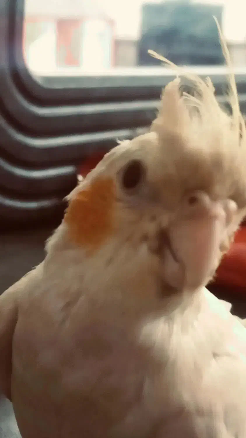 گمشده|حیوانات|قم, نیروگاه|دیوار