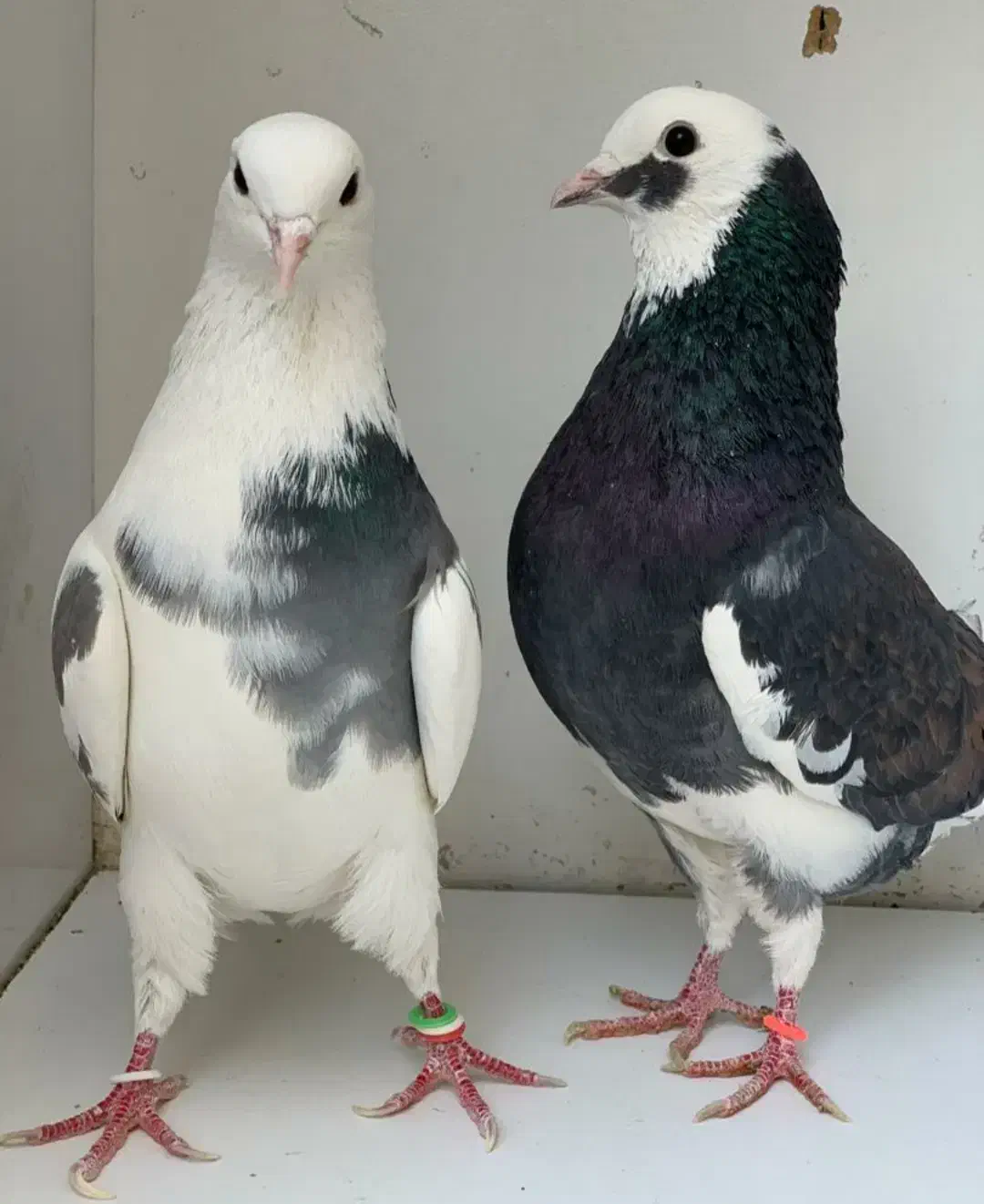 جفت های . ساعت بالا . گرو دولاب . عتیقه|پرنده|تهران, نیروی هوایی (پیروزی)|دیوار