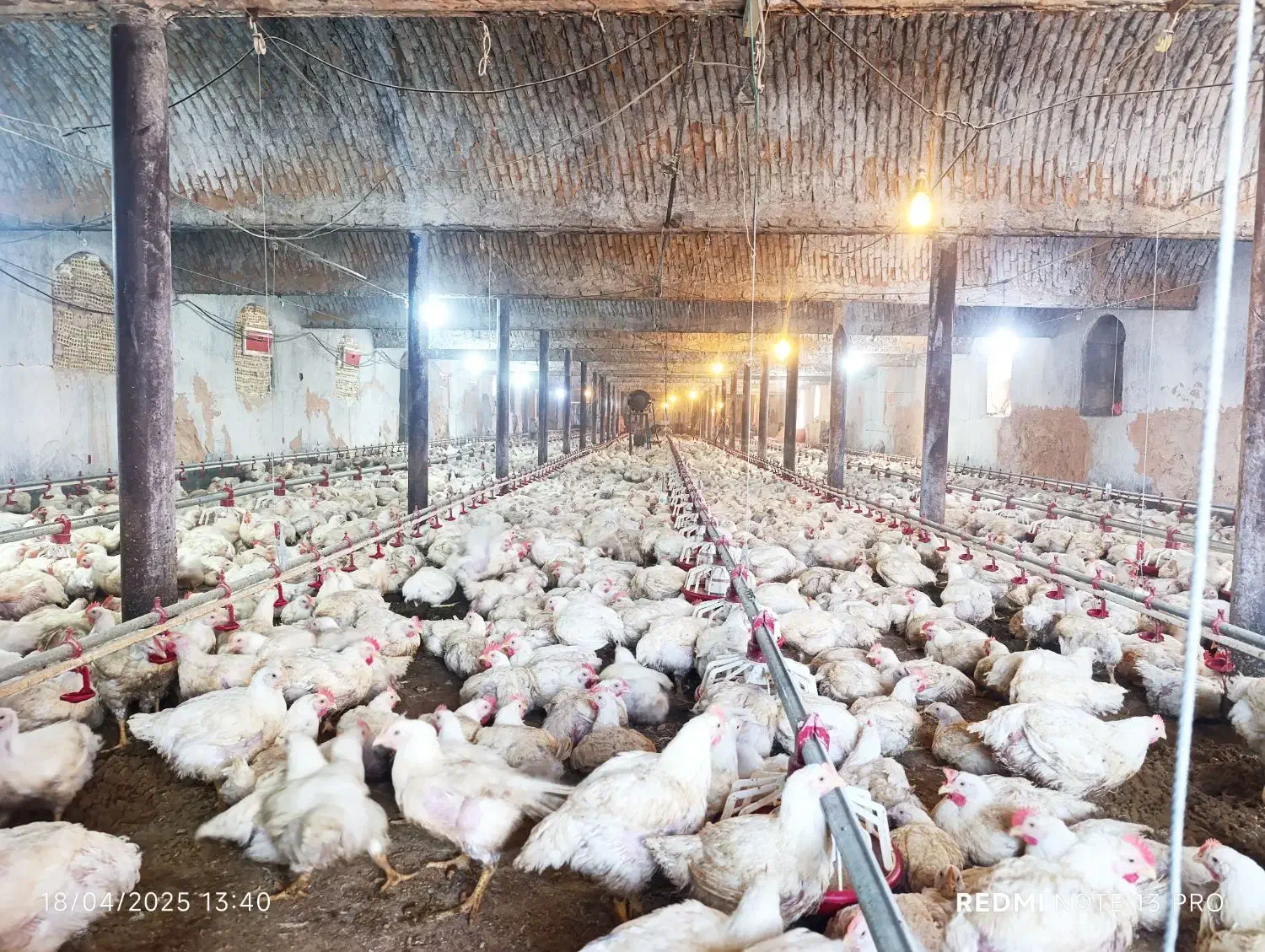 فروش مرغداری ۱۰۰۰۰|فروش دفتر صنعتی، کشاورزی، تجاری|داورزن, |دیوار