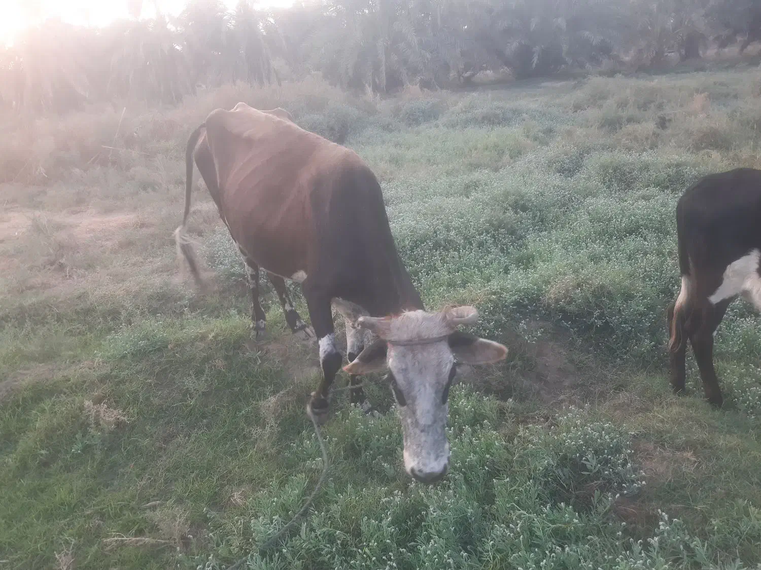 گاو مال داری|حیوانات مزرعه|پشتکوه (سیستان و بلوچستان), |دیوار