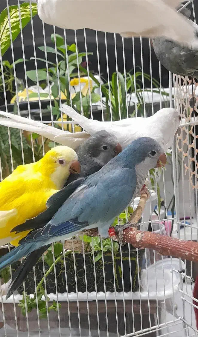 طوطی راهب و گرینچیک|پرنده|زنجان, |دیوار