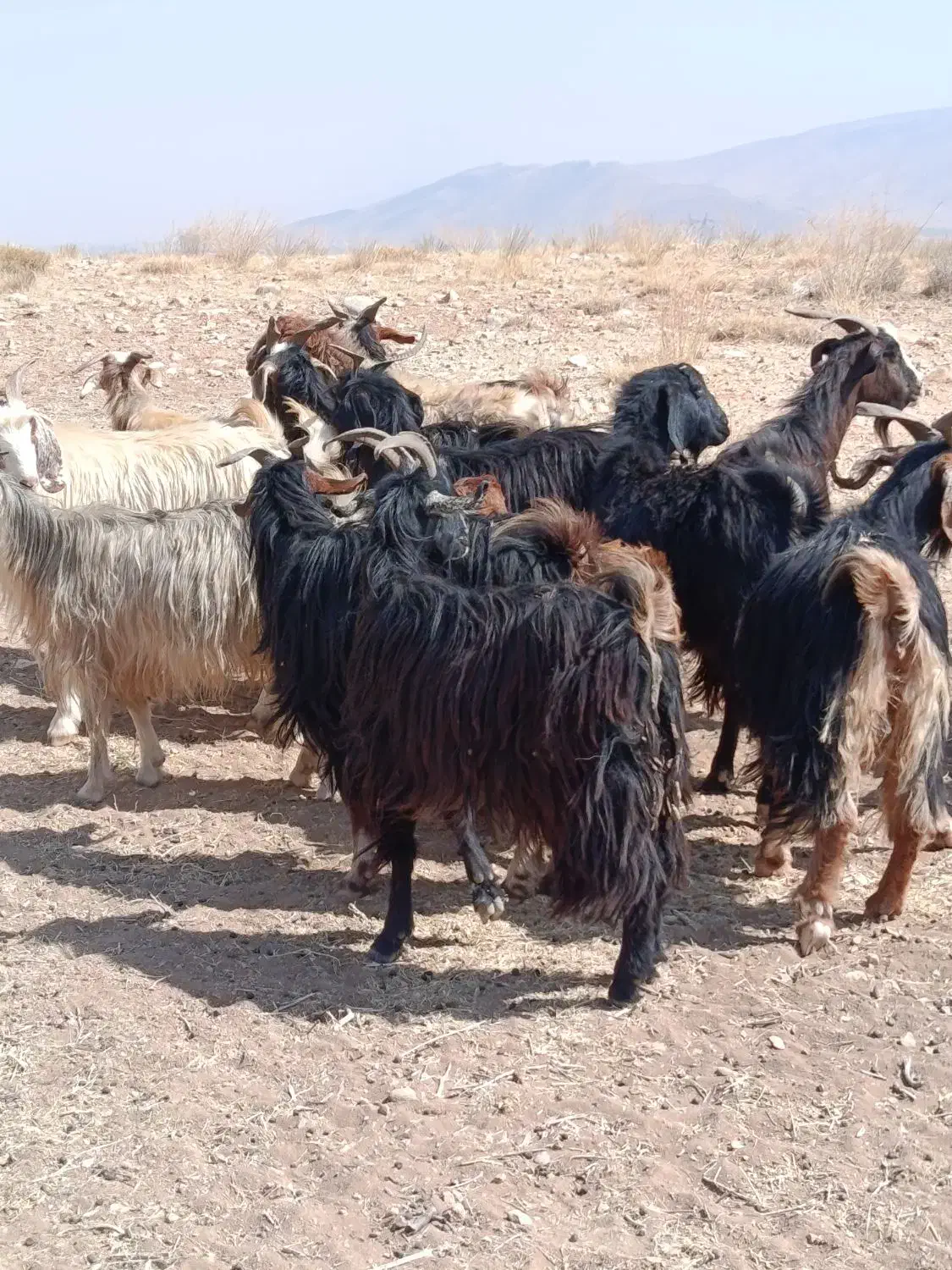 بز داشتی|حیوانات مزرعه|سده (فارس), |دیوار