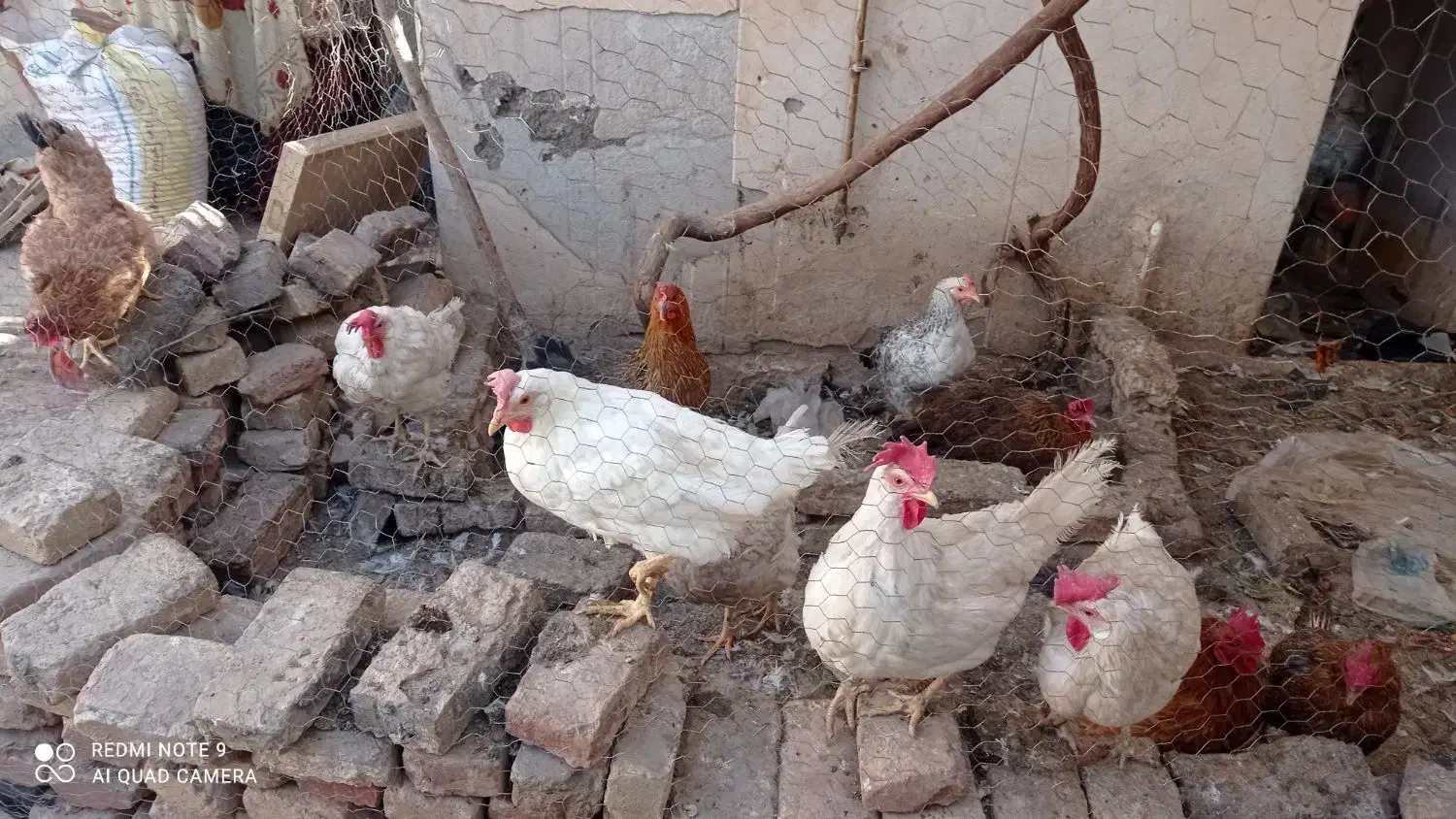 مرغ تخم مرغی|حیوانات مزرعه|سبزوار, جوادیه شرقی|دیوار