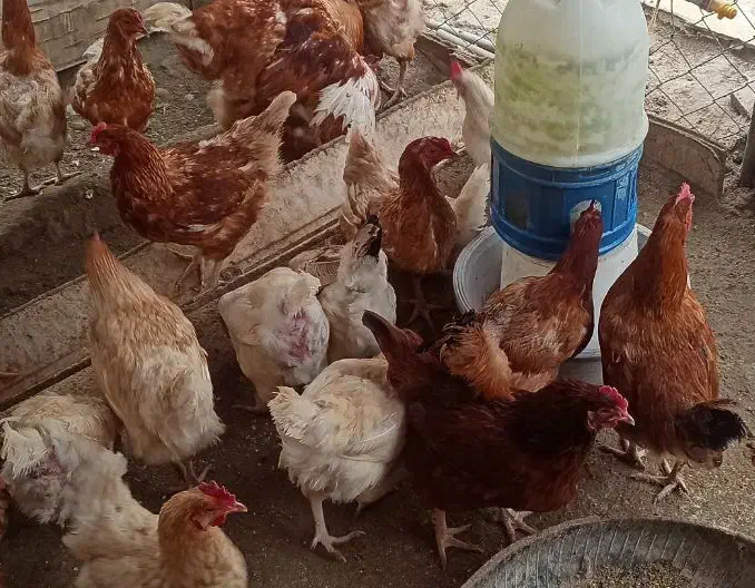 مرغ و خروس نژاد لوهمن و سلطان پاپری|حیوانات مزرعه|فردیس, فردیس|دیوار