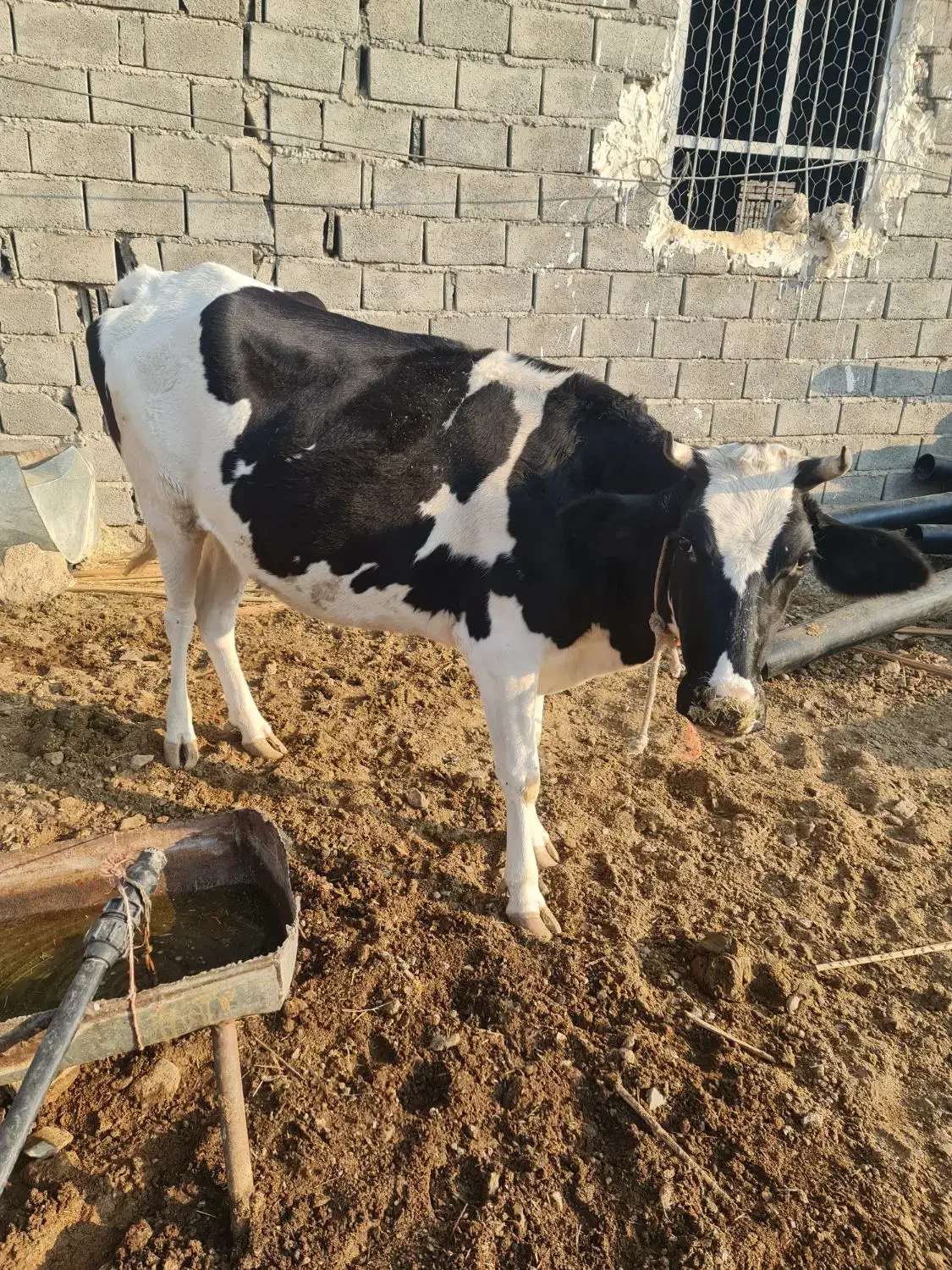 گاو آبستن|حیوانات مزرعه|ارزوئیه, |دیوار