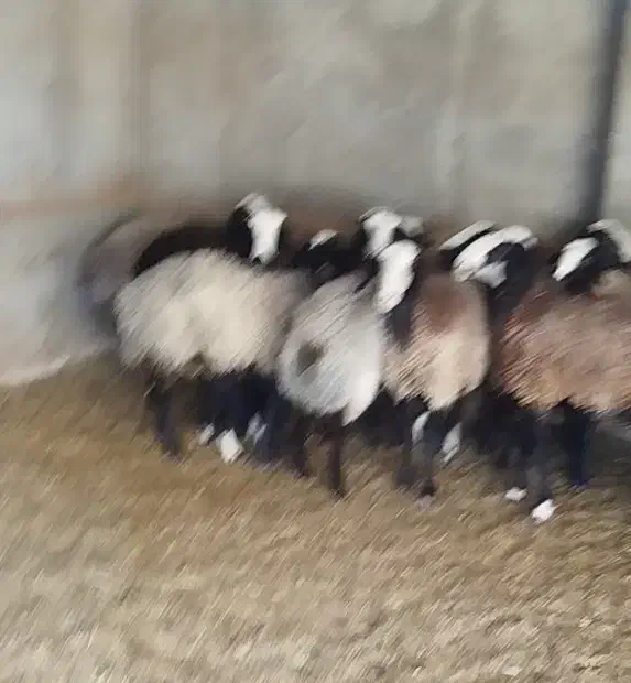 فروش میش شال|حیوانات مزرعه|اردستان, |دیوار