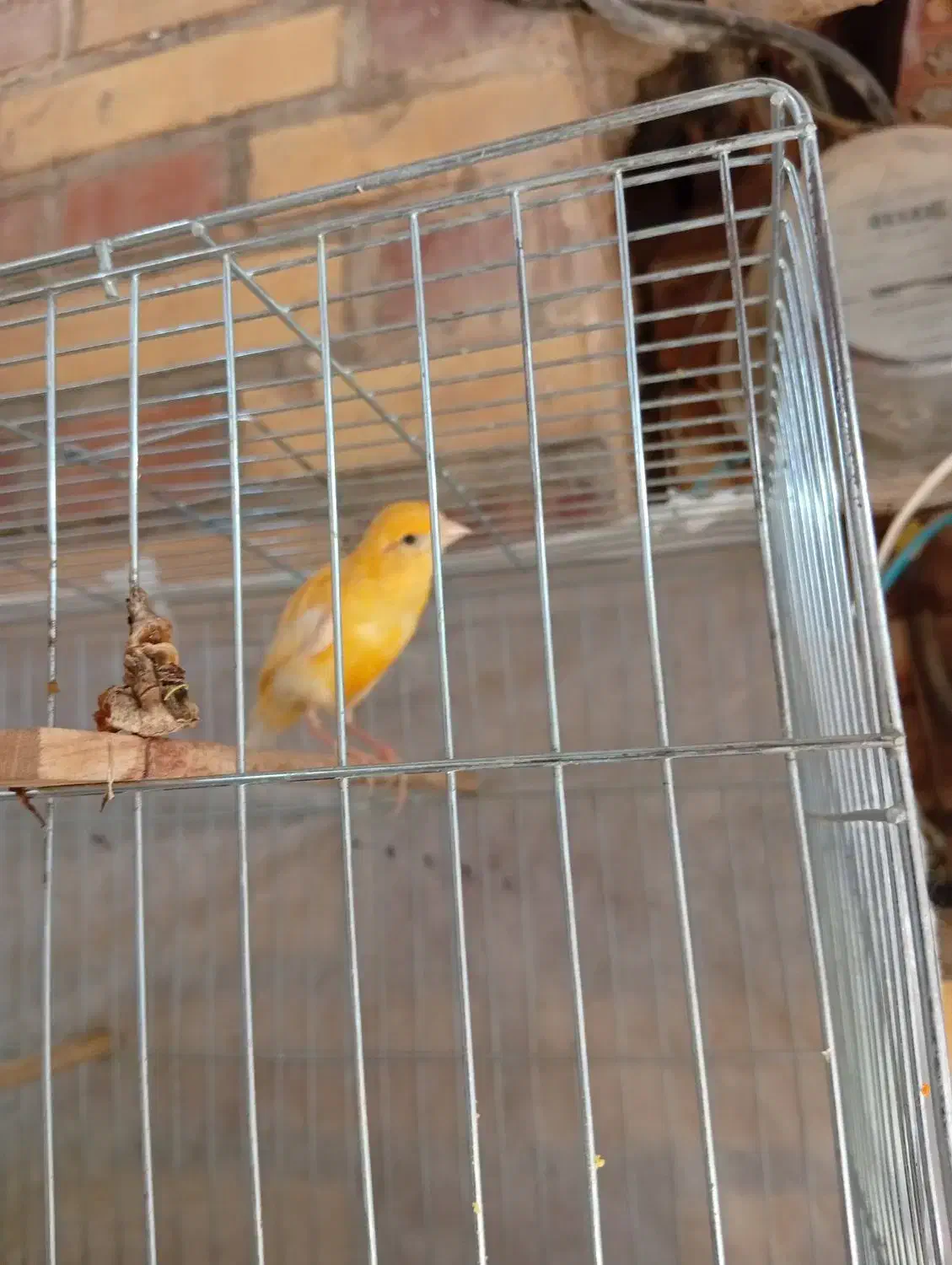 قناری نره|پرنده|شوشتر, |دیوار