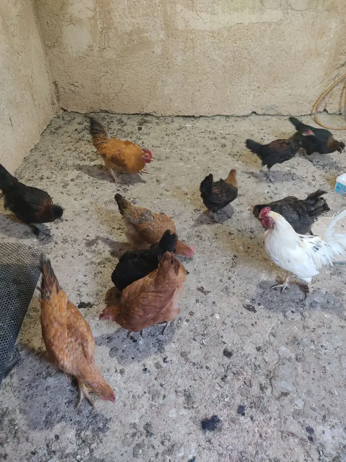 خروس و مرغ|پرنده|سروآباد, |دیوار