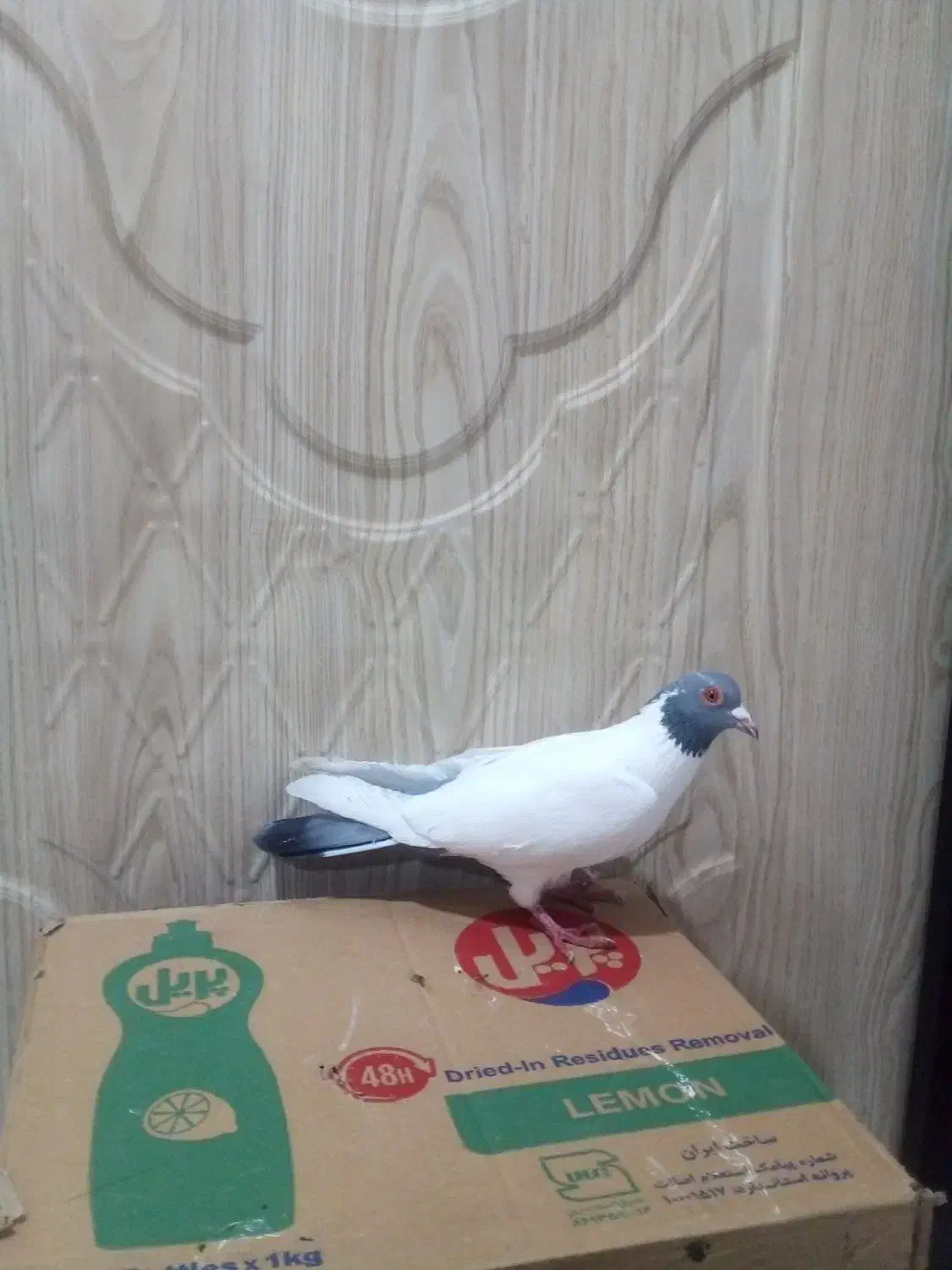 کبوتر طوقی|پرنده|اردبیل, |دیوار