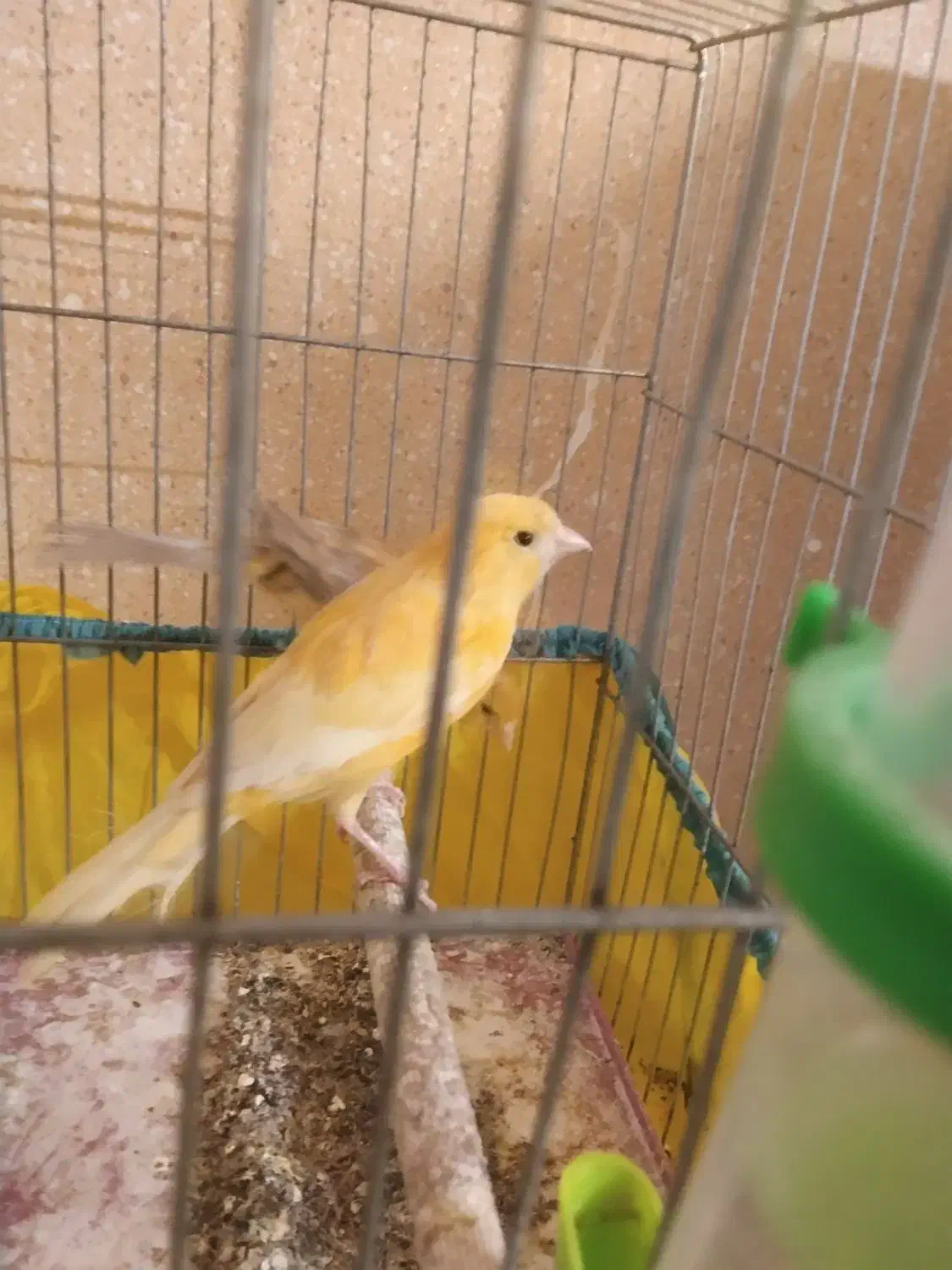 قناری نر پرتغالی|پرنده|اصفهان, زاجان|دیوار