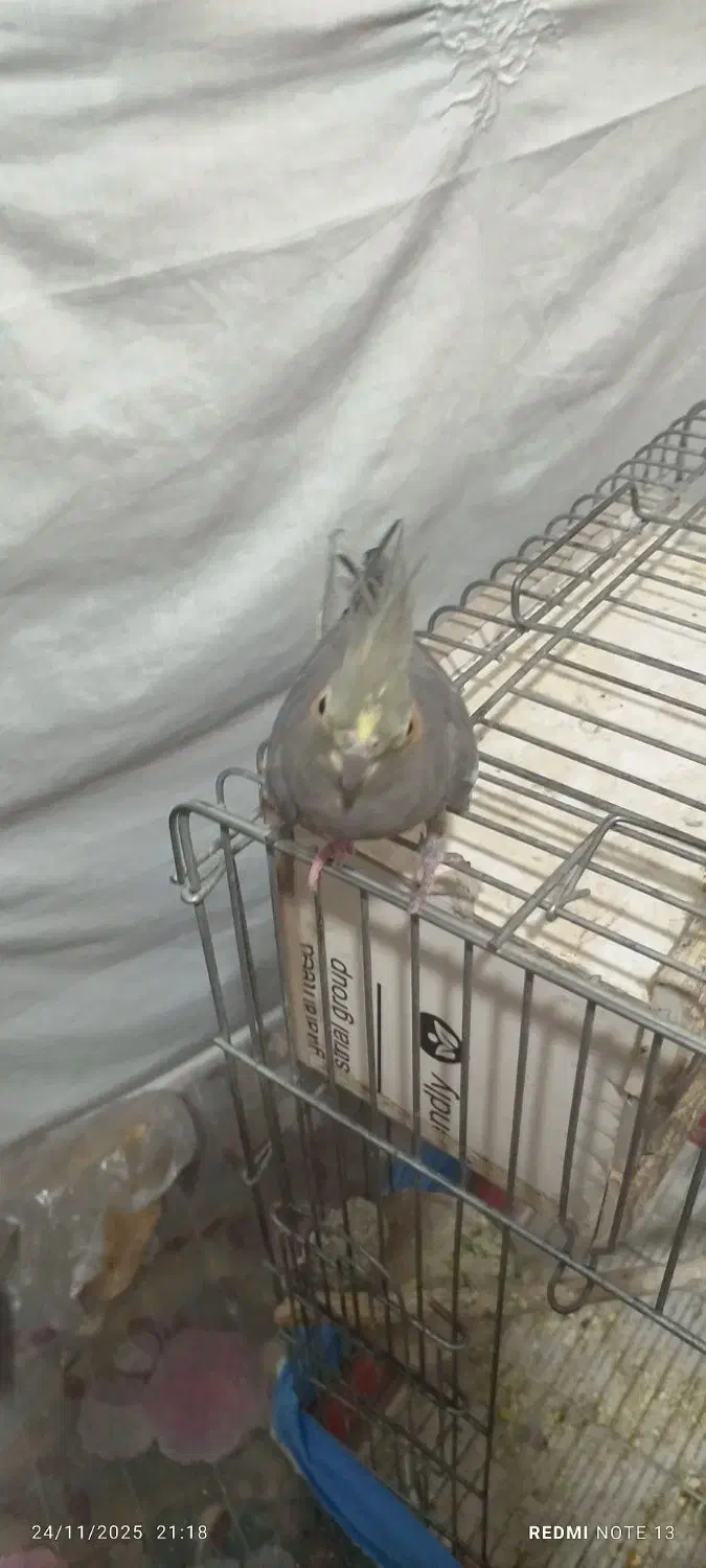 عروس هلندی ماده|پرنده|بهار, |دیوار