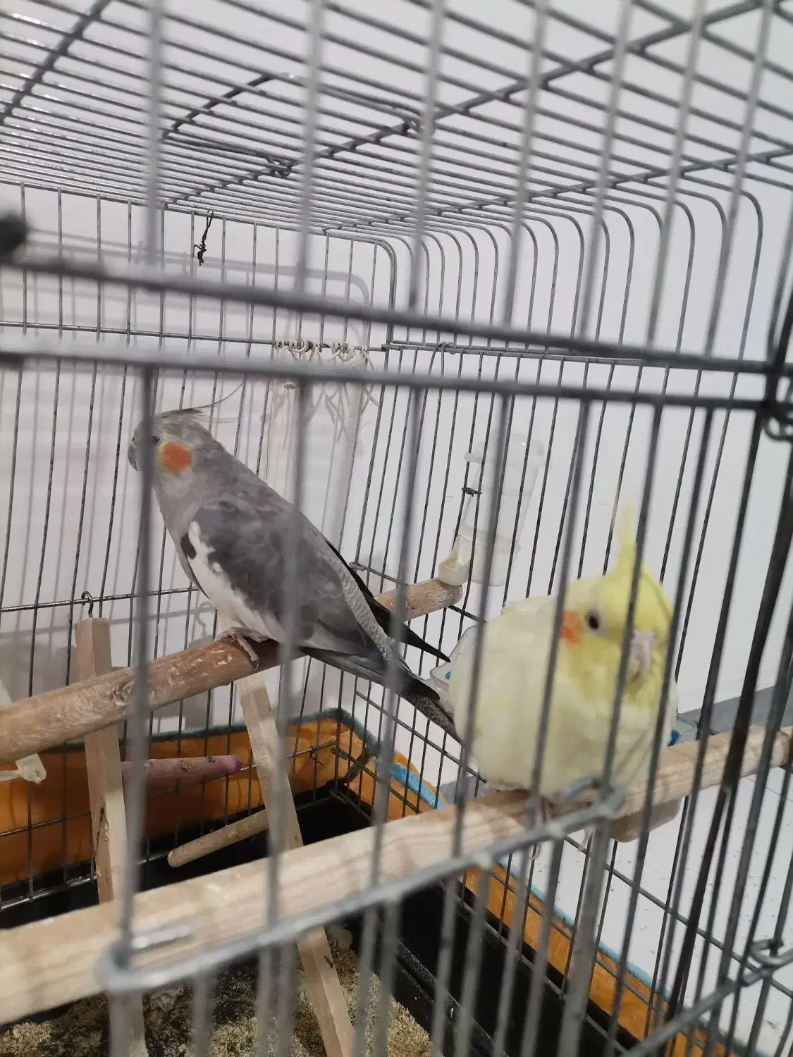 عروس هلندی|پرنده|گلستان (تهران), |دیوار