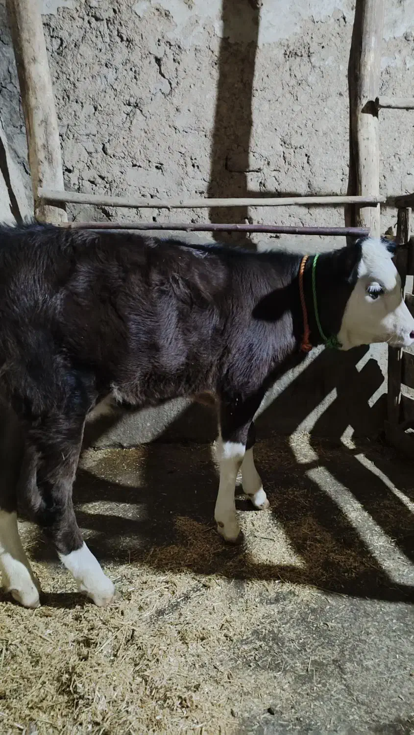 گوساله گاو سیمینتال|حیوانات مزرعه|تکاب, |دیوار