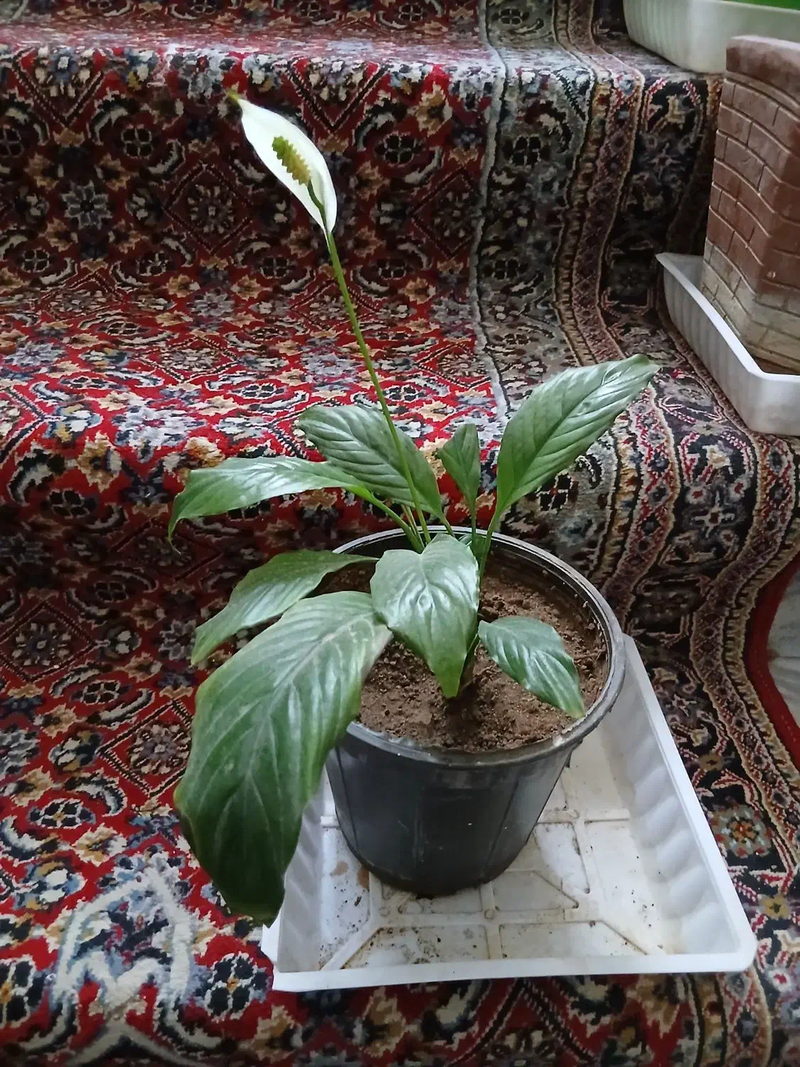 یوگا. نخل خرما. نهال پرتقال.نارنج. لیموشیرین و ترش|گل و گیاه طبیعی|کرمانشاه, |دیوار