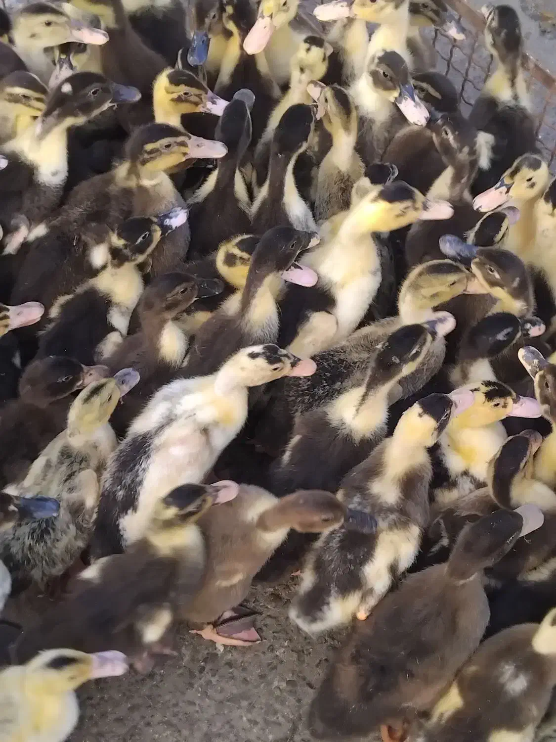 ۸۰۰ عدد اردک یک ماهه|حیوانات مزرعه|رشت, فلسطین|دیوار