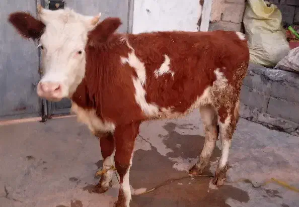 گوساله|حیوانات مزرعه|بیستون, |دیوار