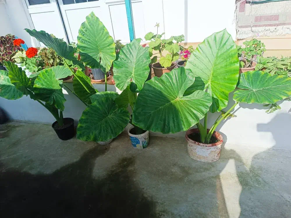 گول بابا آدو|گل و گیاه طبیعی|آستارا, |دیوار