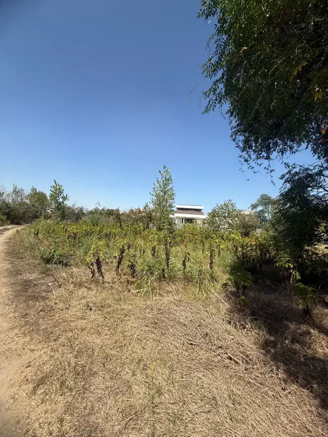 فروش زمین ۷۰۴ متری در پیله داربن در جاده پیربازار|فروش زمین و ملک کلنگی|رشت, پیله داربن|دیوار