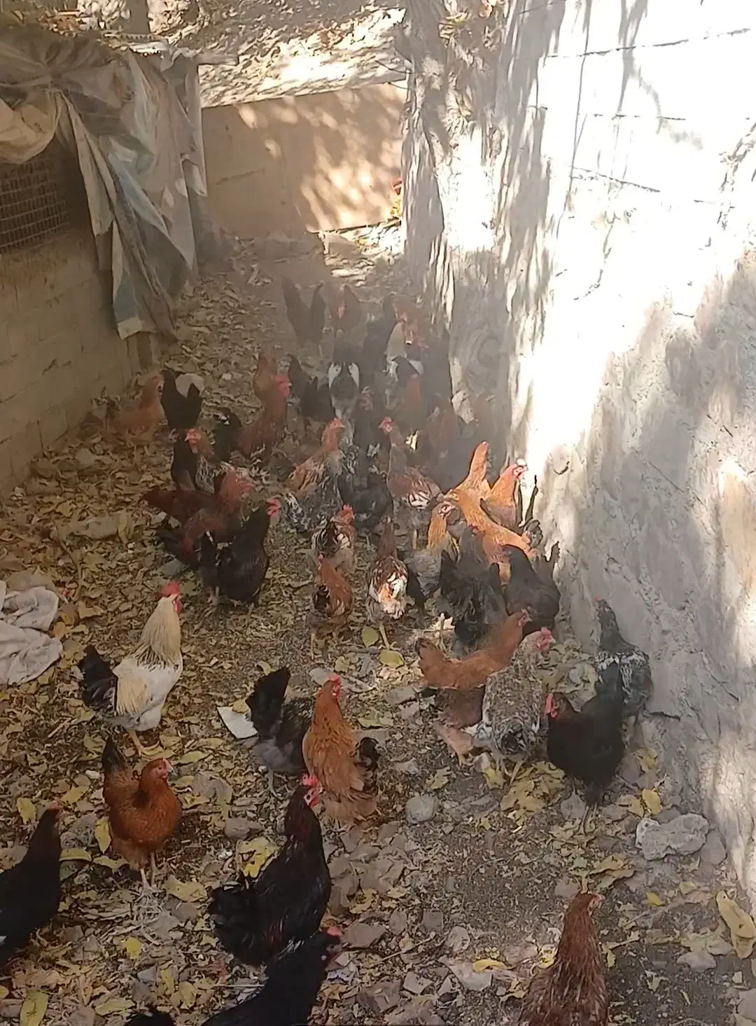 ۱۱۵ عدد مرغ و خروس رسمی درجه ۱|حیوانات مزرعه|فشم, |دیوار