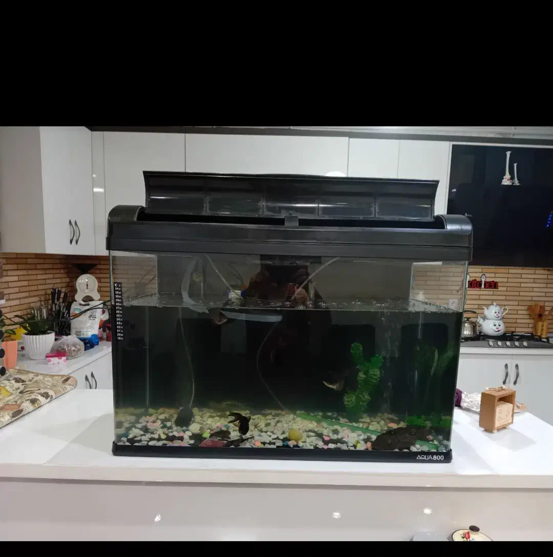 آکواریوم سالم و بزرگ شرکتی در بیدستان|ماهی|محمدیه-قزوین, |دیوار