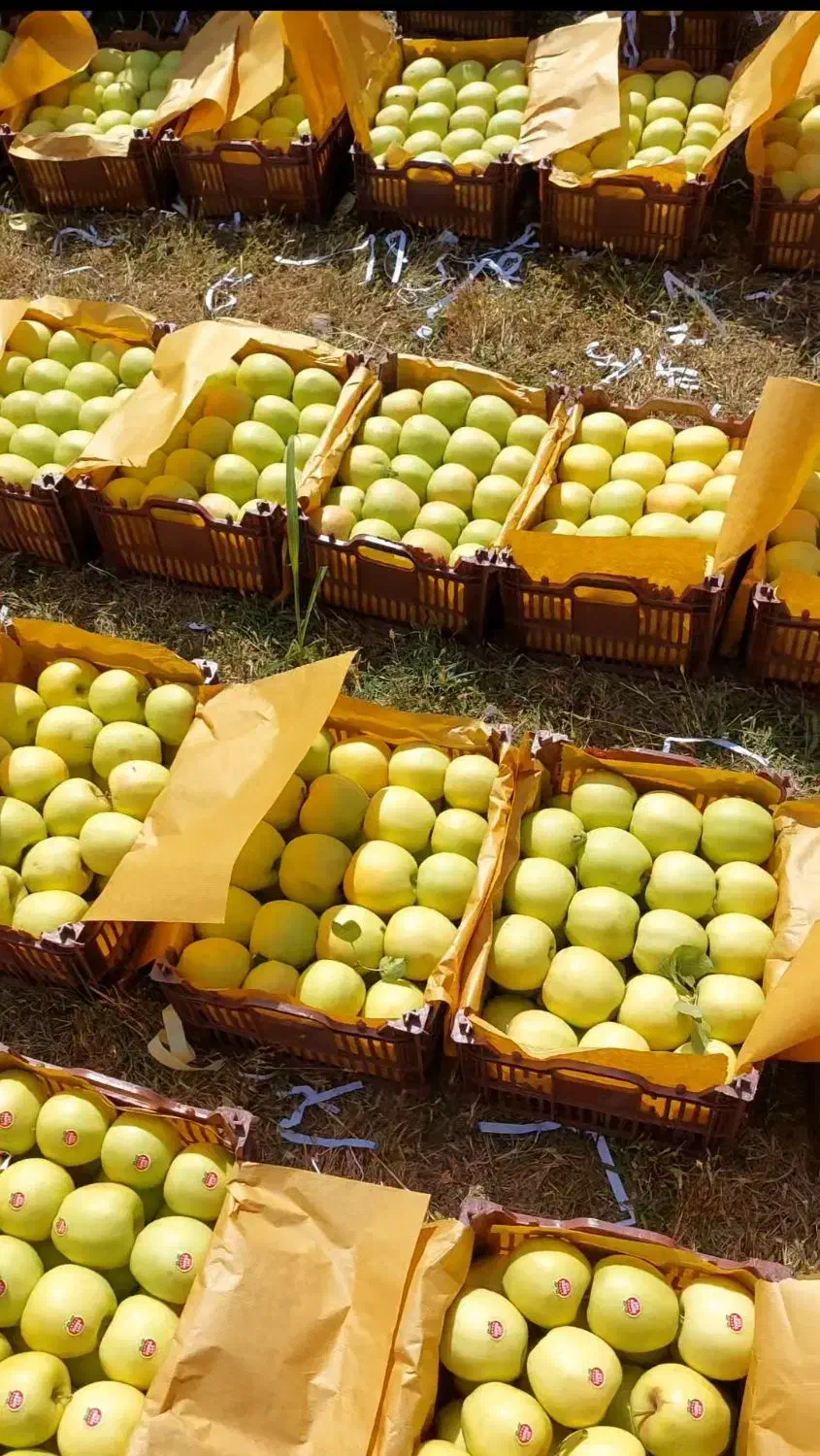 سیب سفیددوردیف شیشه ای دالانپر|خوردنی و آشامیدنی|سیلوانه, |دیوار