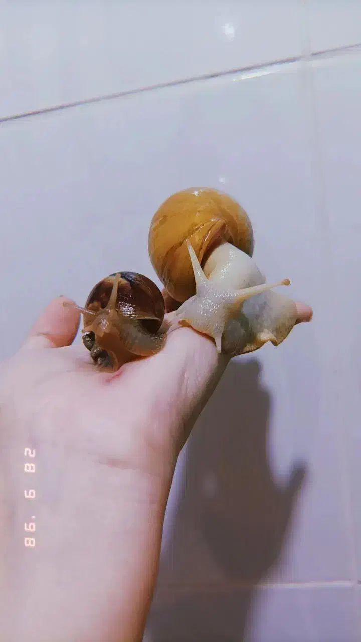 حلزون‌آلبینو مناسب صورت|خزنده|پرند, فاز ۵|دیوار