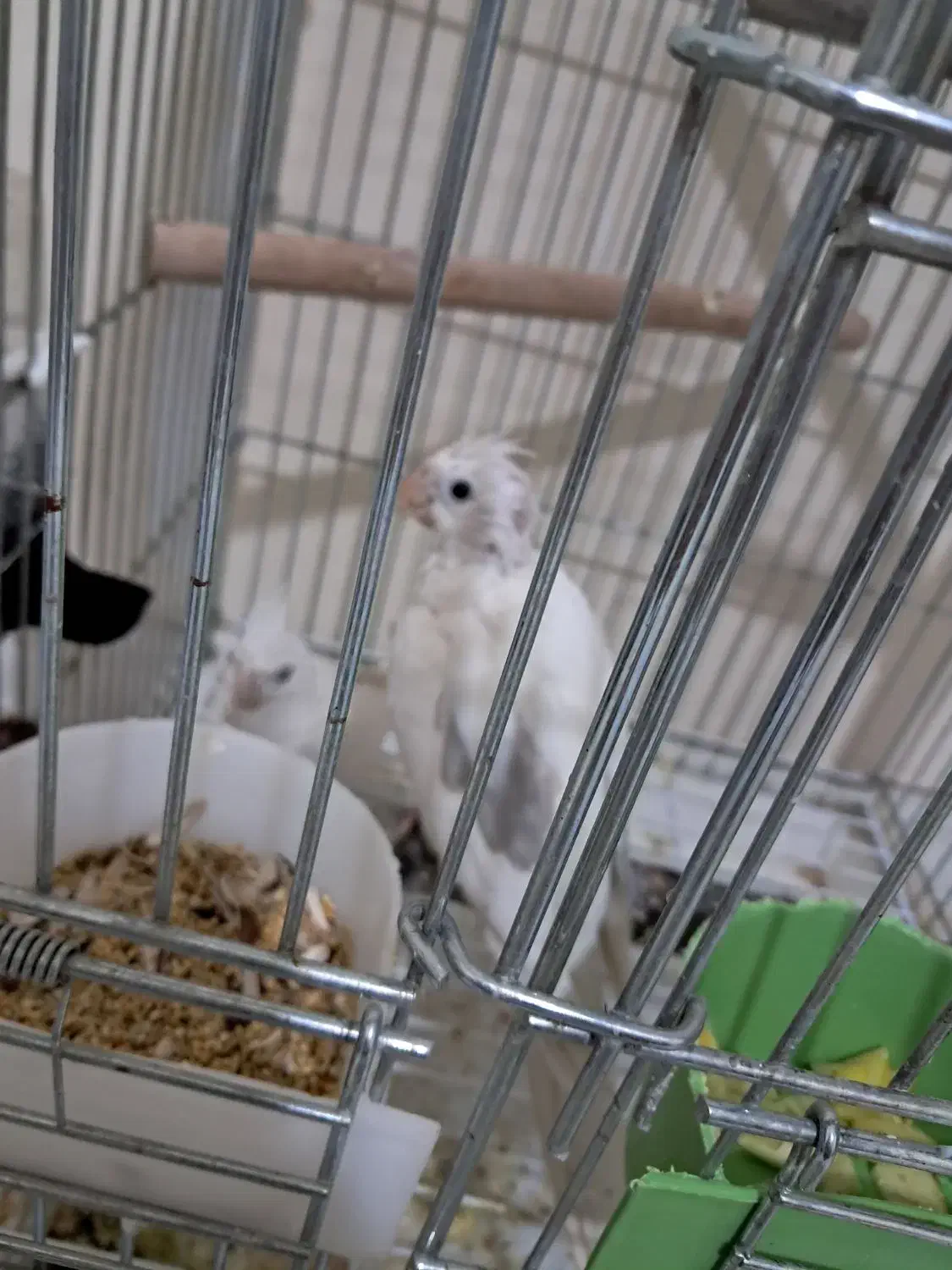 ۳جفت عروس هلندی مولد دوکت|پرنده|پاکدشت, پاکدشت (مامازند)|دیوار