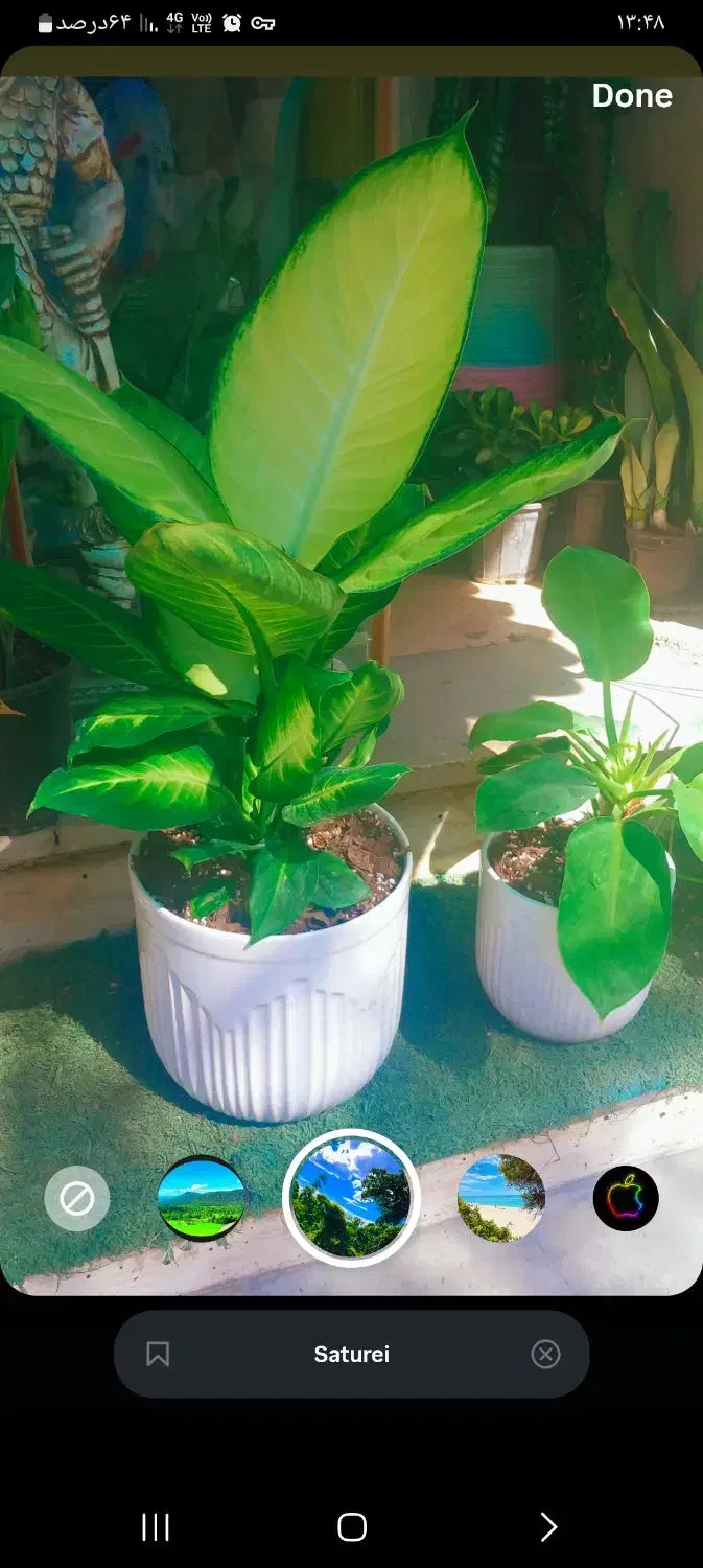 گل فروشی همیشه بهار|گل و گیاه طبیعی|ورامین, ورامین|دیوار