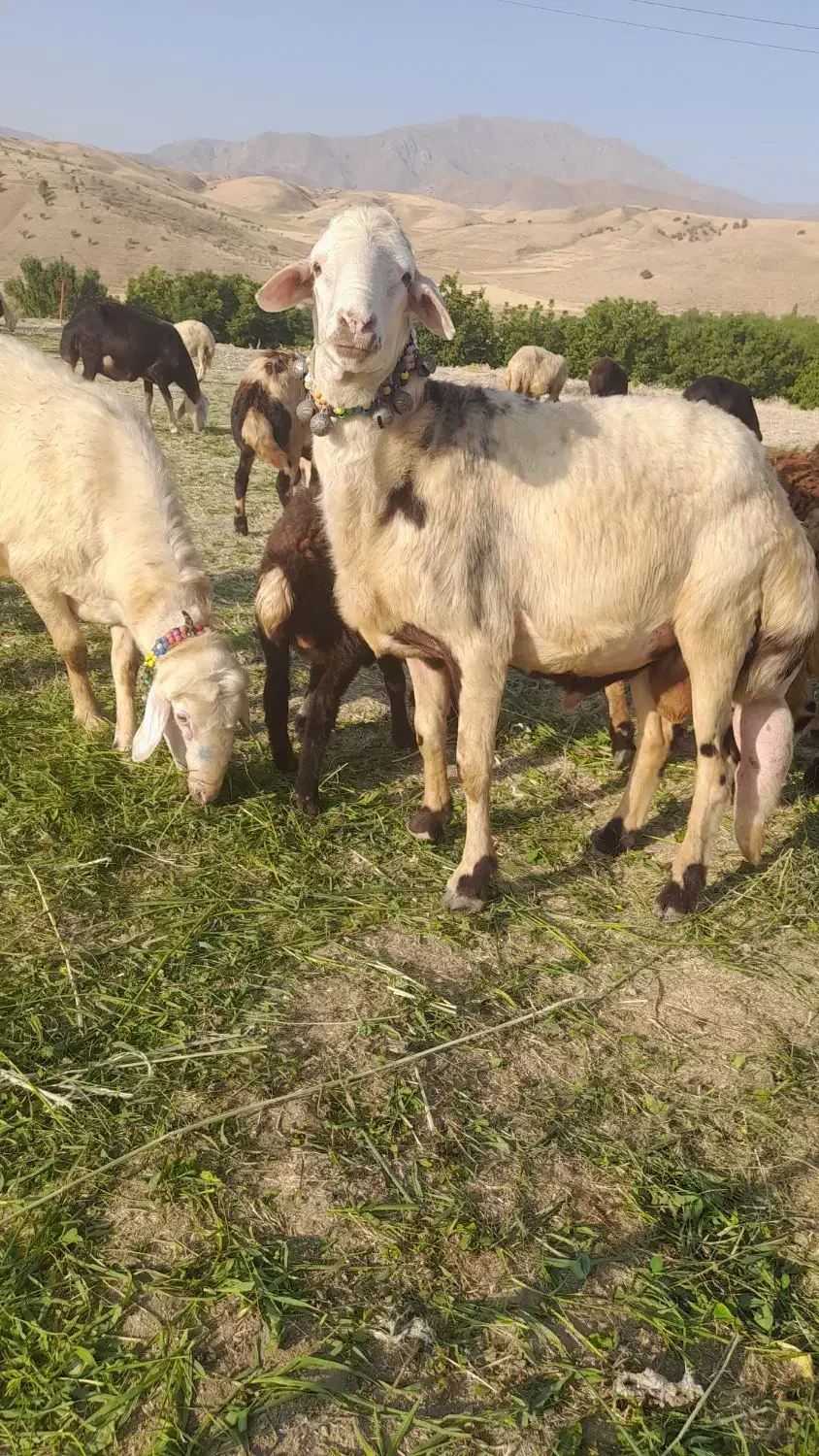 قوچ سفید|حیوانات مزرعه|اشترینان, |دیوار