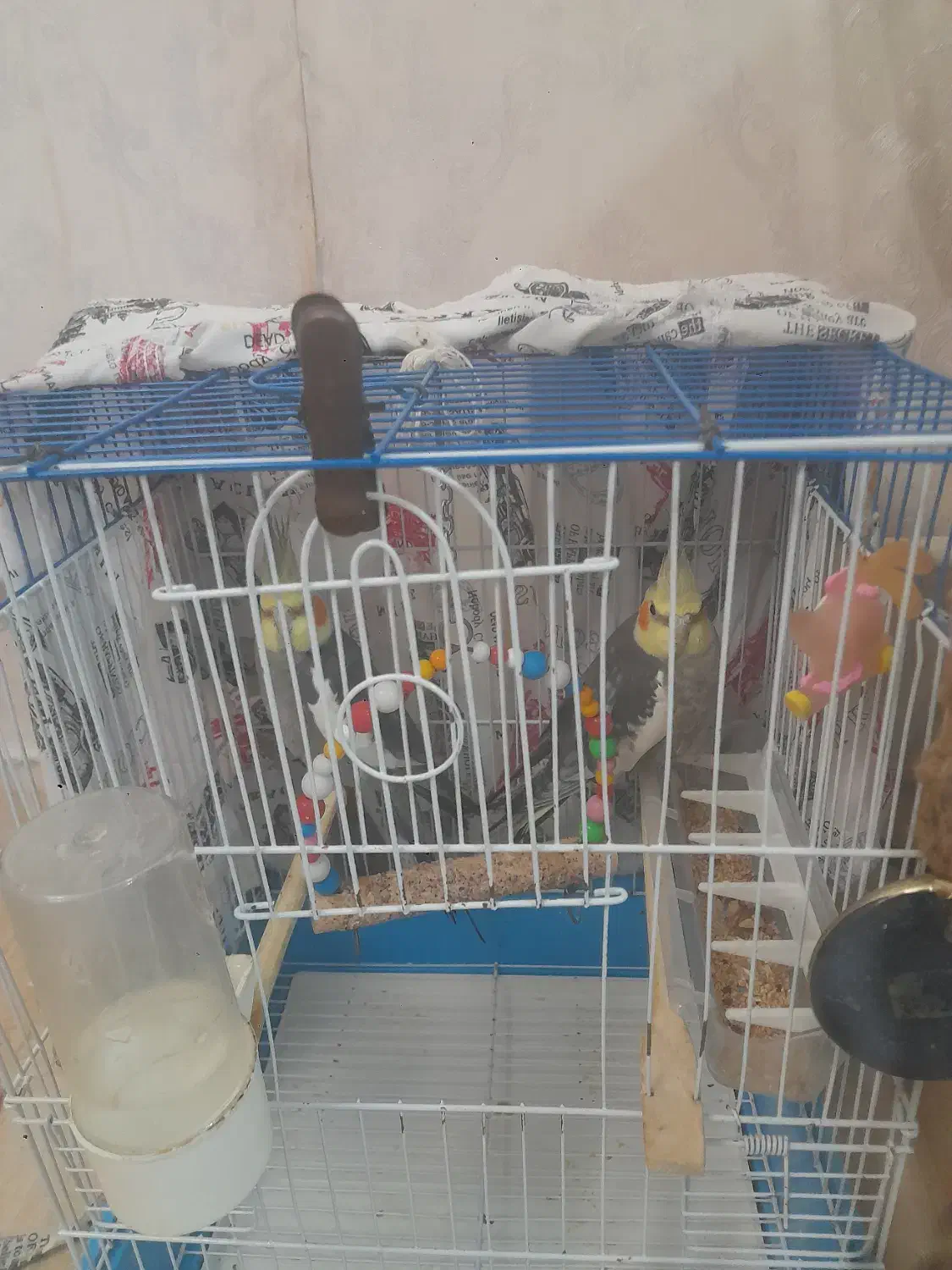 عروس هلندی|پرنده|آستارا, |دیوار