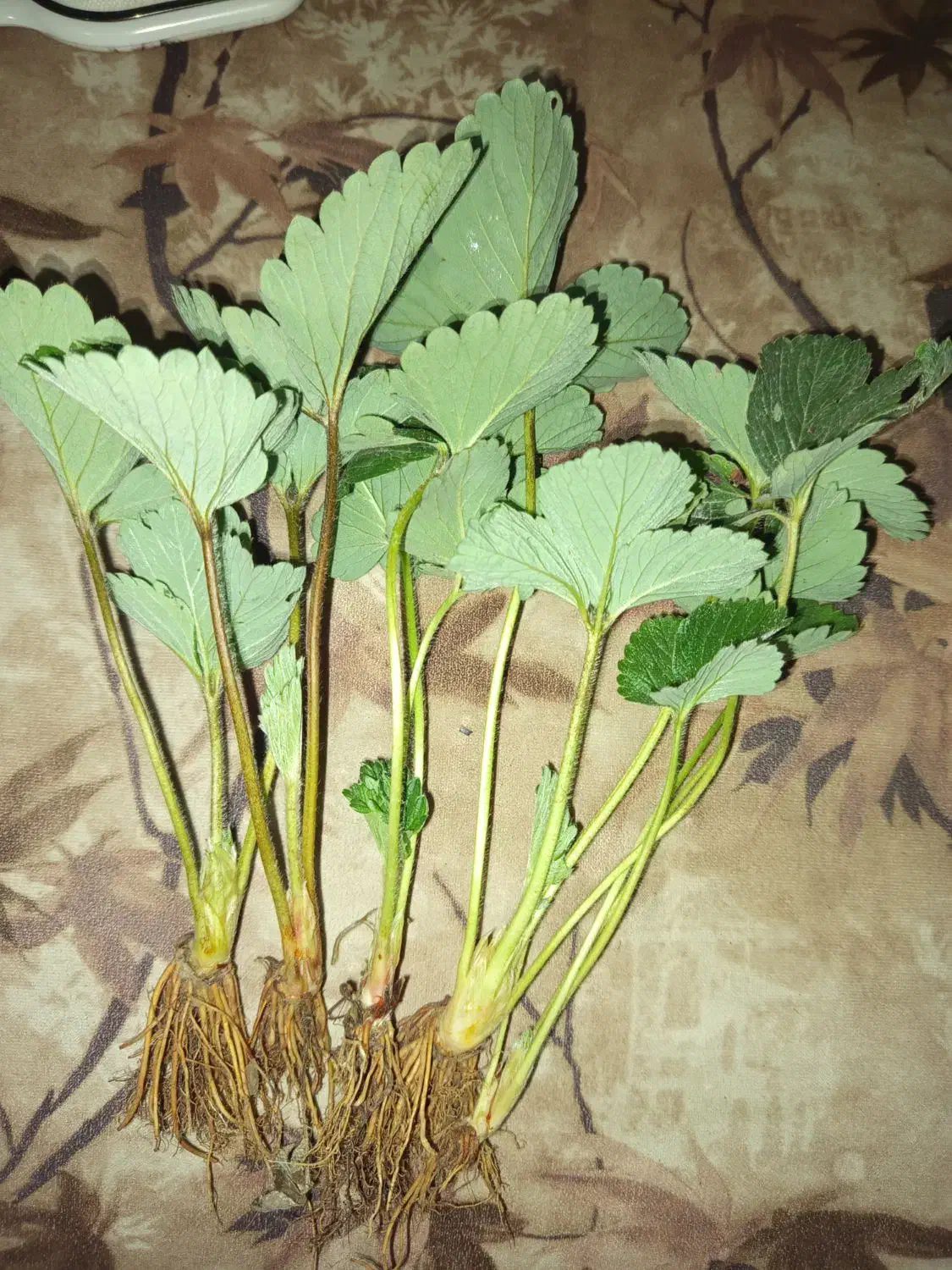 نهال سابرینا دانسته نهال ضمانتی|خدمات باغبانی و درختکاری|دلند, |دیوار