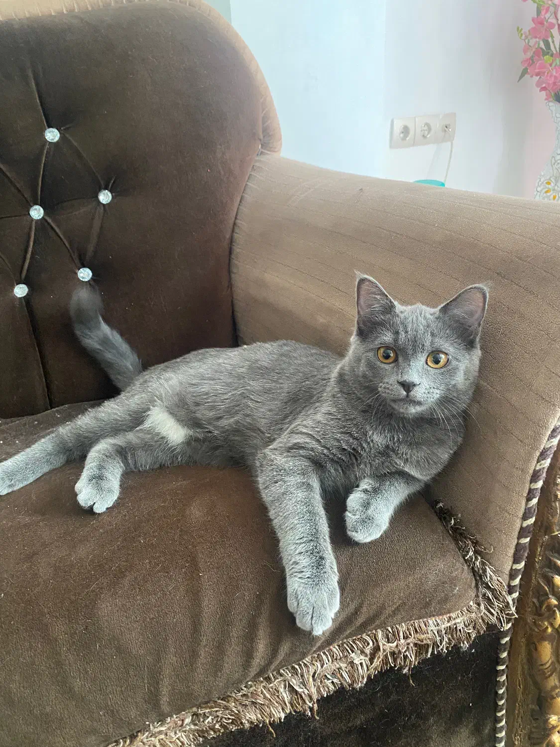 گربه اسکاتیش بریتیش|گربه|شیراز, شهرک استقلال|دیوار