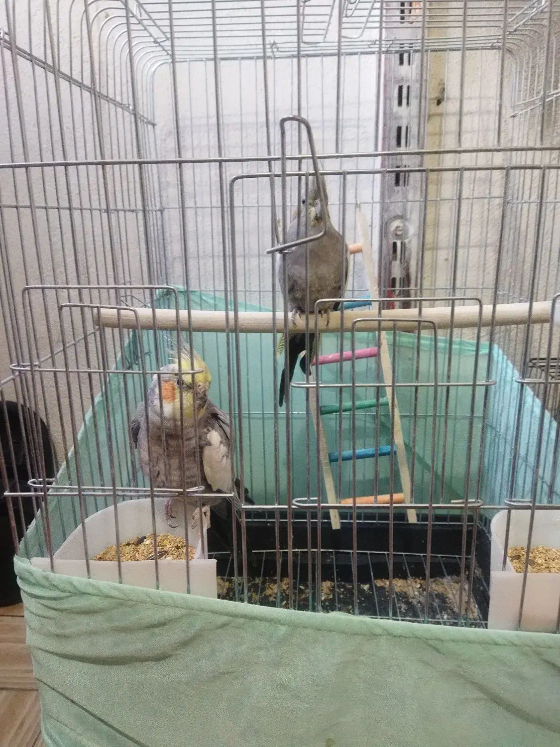 عروس هلندی نر و ماده|پرنده|هشتگرد, مدرس|دیوار