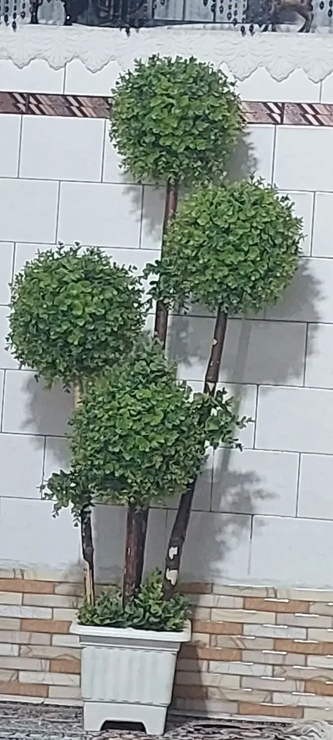 گل فانتزی|گل و گیاه طبیعی|شیراز, شهرک مطهری|دیوار