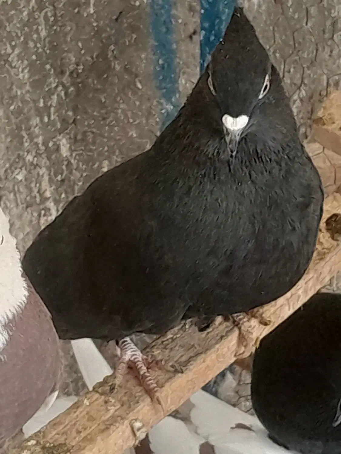 کبوتر سیاه دم سفید|پرنده|خمینی‌شهر, |دیوار