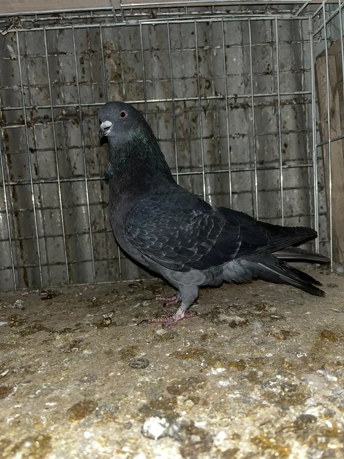 کبوتر|پرنده|تهران, مسگرآباد|دیوار