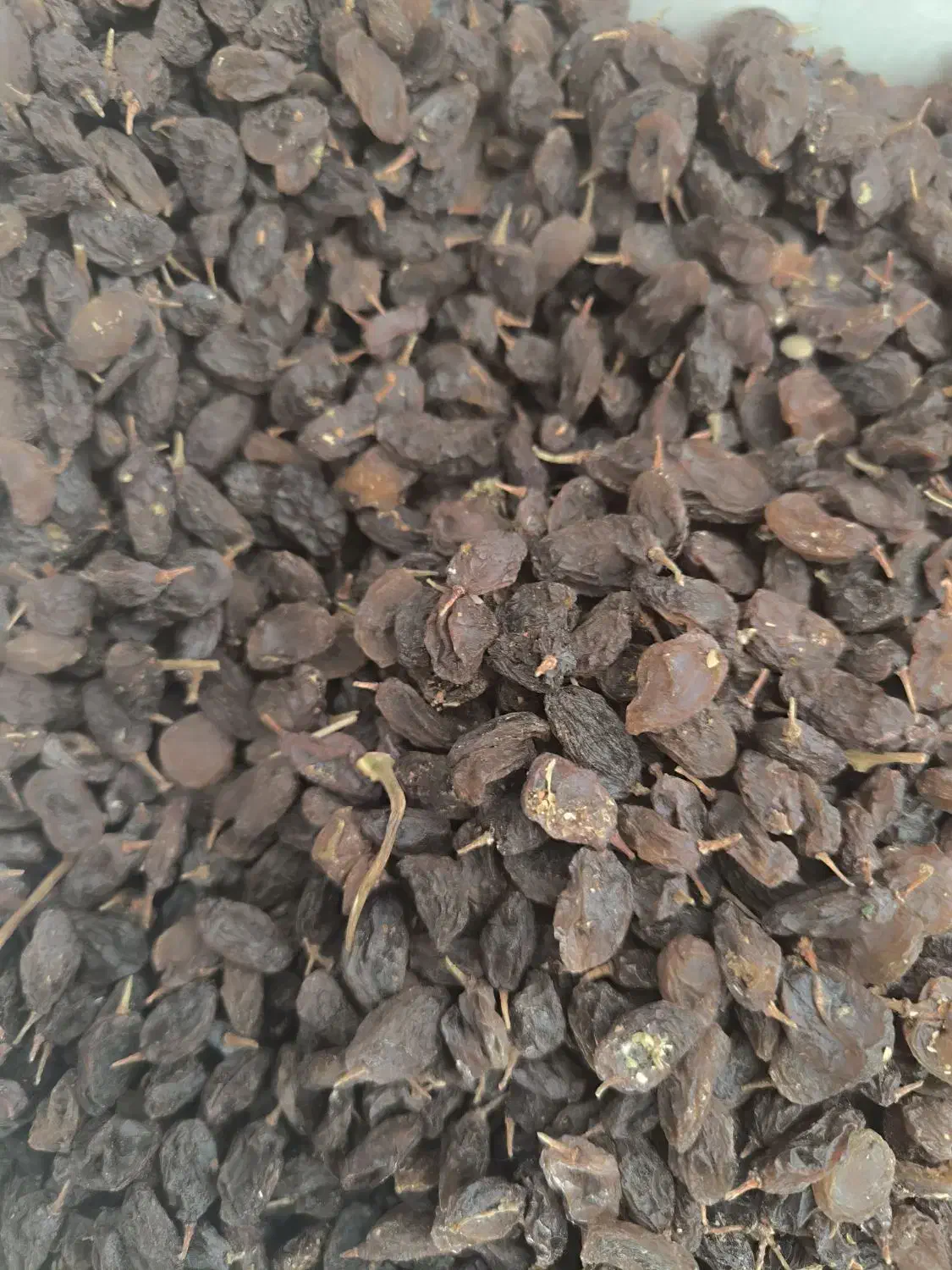 کشمش مویز|عمدهفروشی|ری, ملکآباد|دیوار