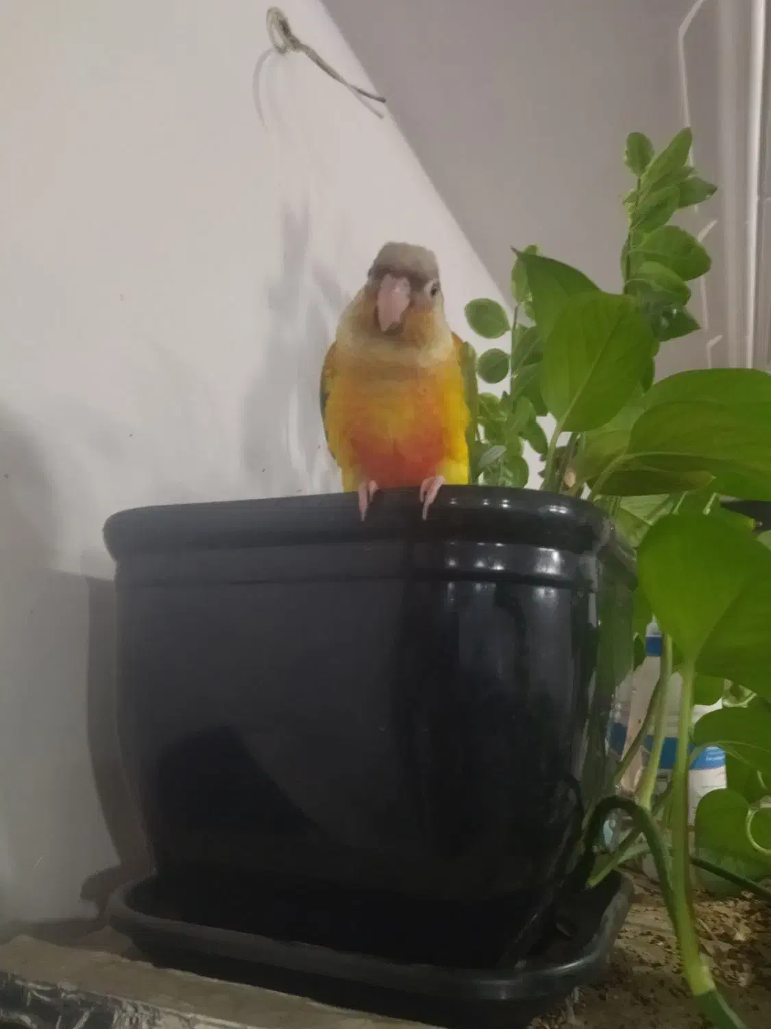 طوطی .گمشده.|حیوانات|کرمان, |دیوار