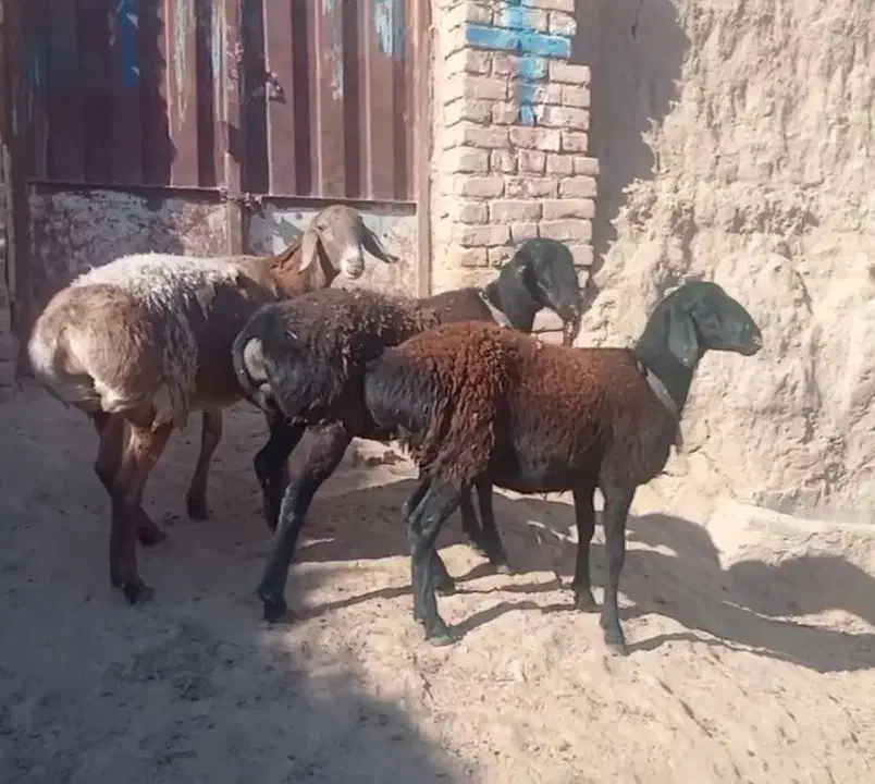 سه راس کاور چینی اصیل لختی،|حیوانات مزرعه|بردسکن, |دیوار