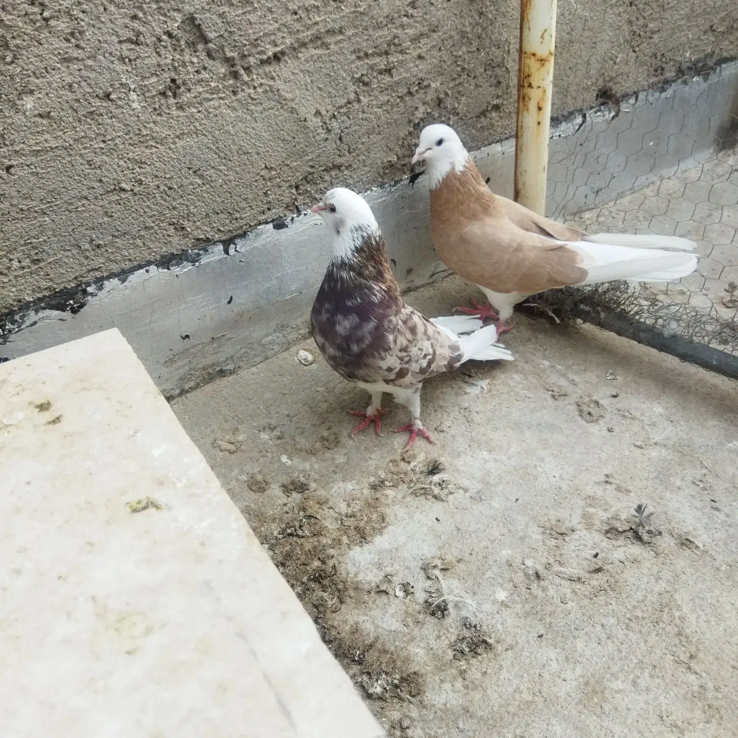 کفتر فروشی|پرنده|زارچ, |دیوار