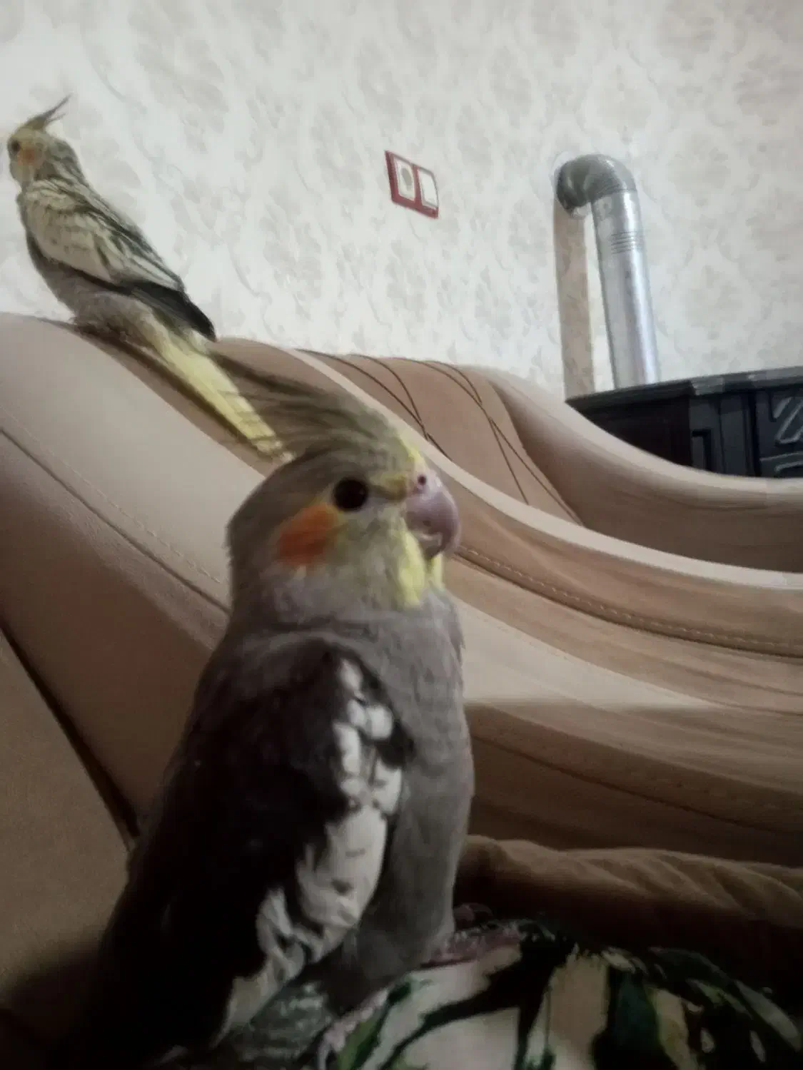 عروس هلندی گمشده خورموج|حیوانات|خورموج, |دیوار