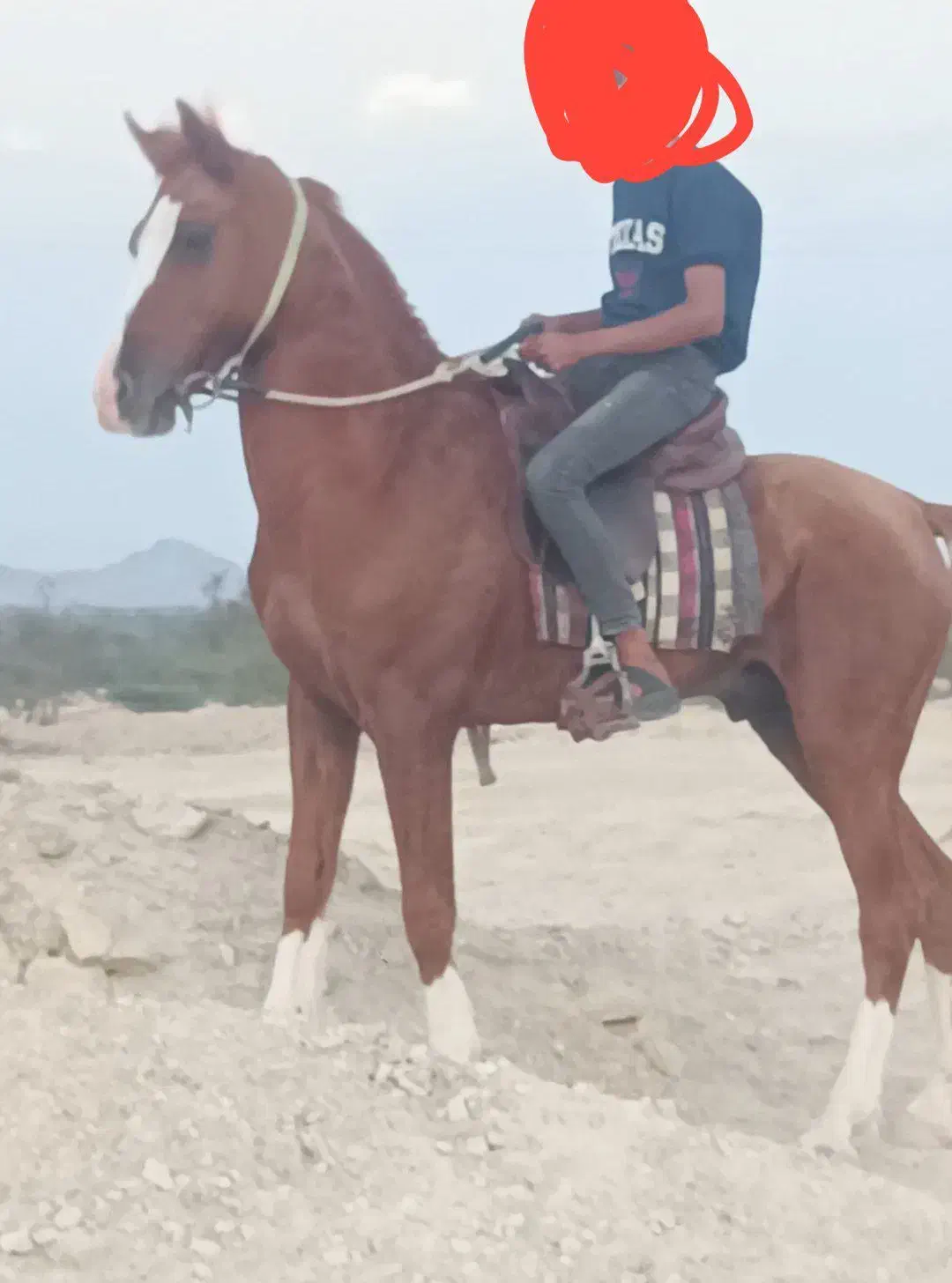 اسب|اسب و تجهیزات اسب‌سواری|بندرعباس, |دیوار