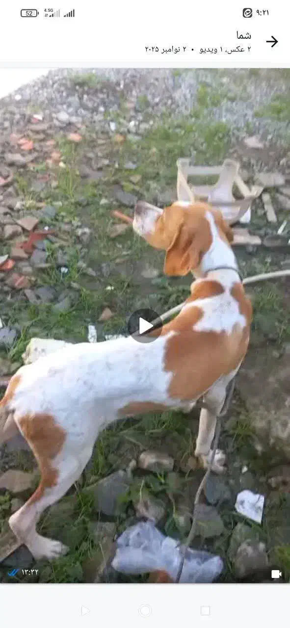 سگ شکاری|سگ|قائمشهر, |دیوار