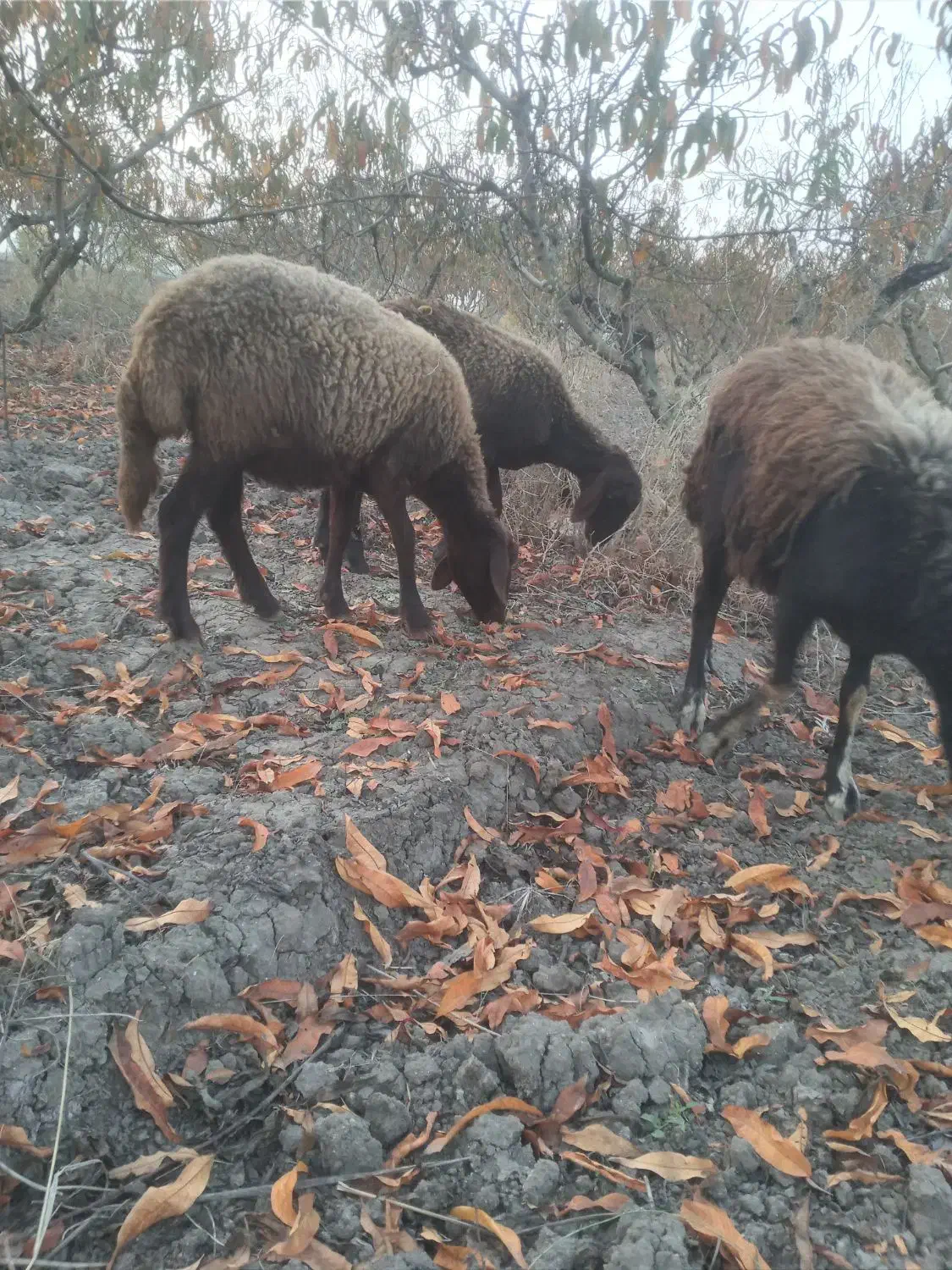 بره گوسفند ابستن|حیوانات مزرعه|علی‌آباد کتول, |دیوار