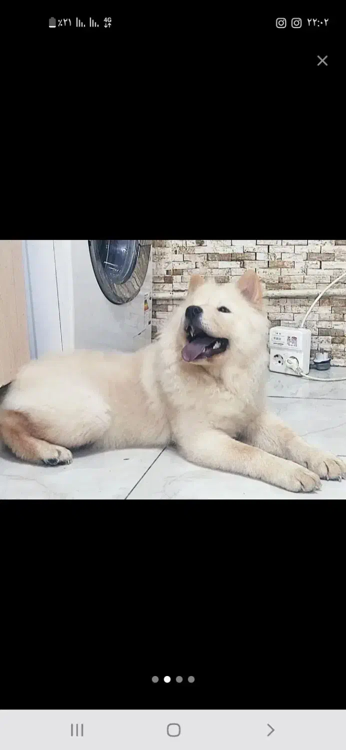 سک چاو چاو|سگ|ایلام, |دیوار