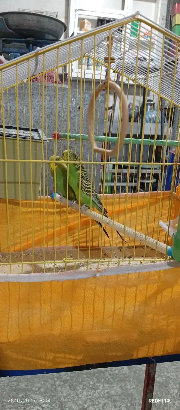 مرغ عشق و فنچ|پرنده|رباطکریم, نصیرشهر|دیوار