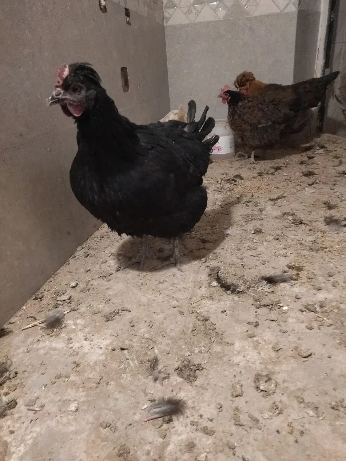 مرغ رسمی اصیل|حیوانات مزرعه|قم, الغدیر|دیوار