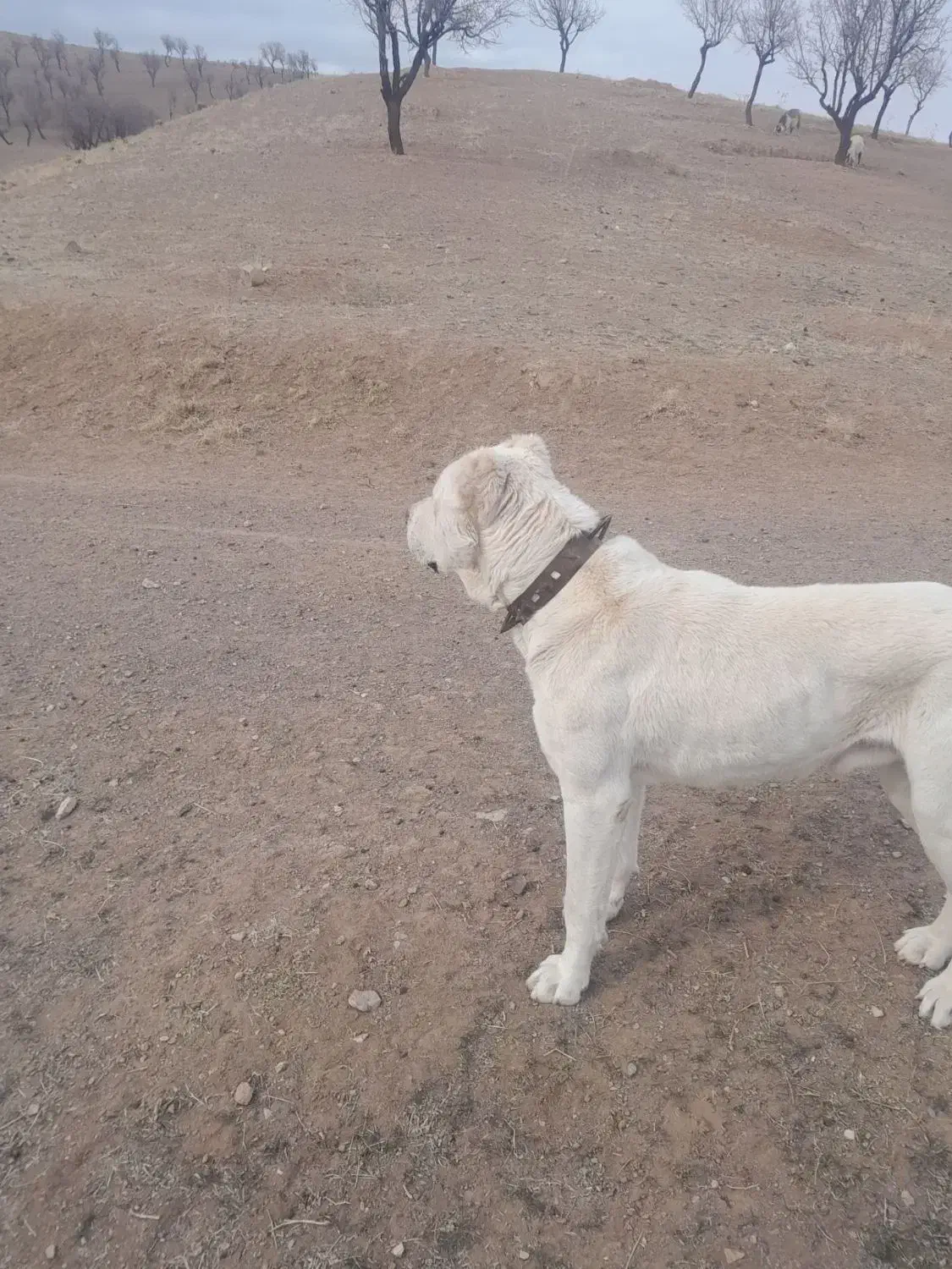 گمشده هرکس نشونی ازش بده مژدگانی دریافت میکنع|سگ|مشکان, |دیوار